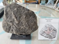 Tridactyl Dinosaur Foot-print