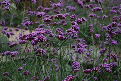 Verbena bonariensis hardy - verbena, |