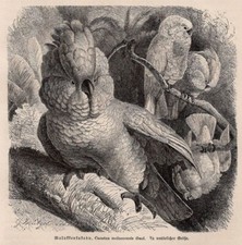 MOLLUCCAN COCKATOO - Crested