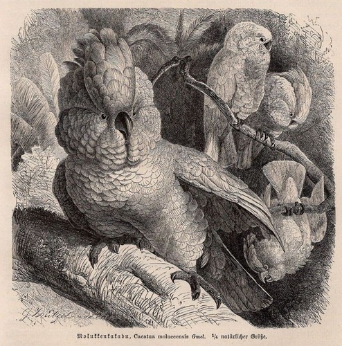 Molluccan cockatoo crested - -,
