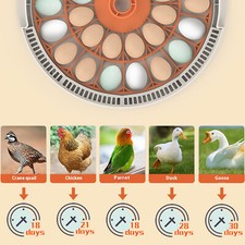 30x Eggs Incubator Temperature