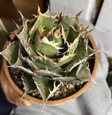 Agave titanota
