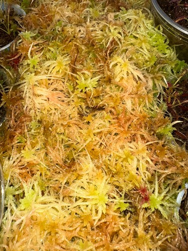 Live sphagnum moss golden - moss,