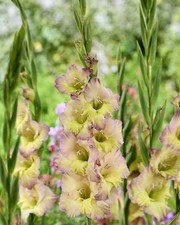 10 Moonlight Shadow Bicolour