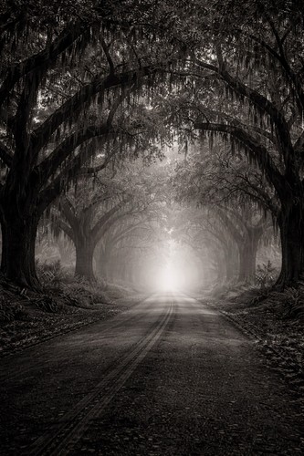 8x10 photo print oak trees - –,