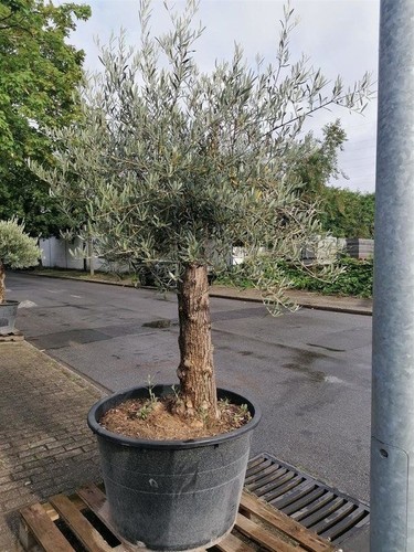 Gnarled olive tree - olive, 5-6