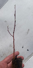 3 Pussy Willow Trees- Salix