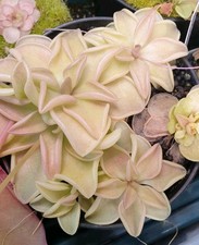 Pinguicula Emarginata x weser