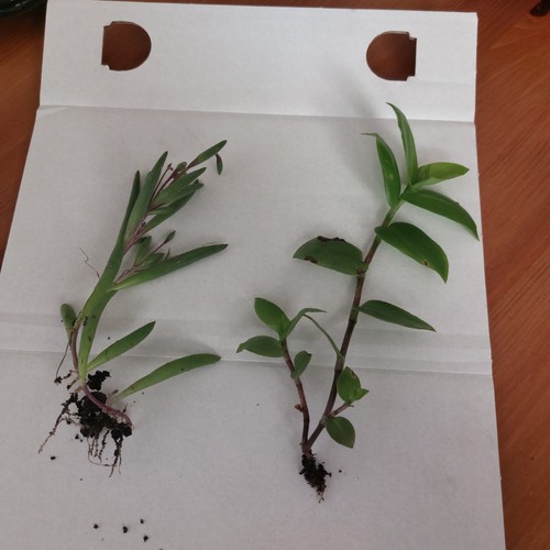 Rooted cutting plants - rooted, –