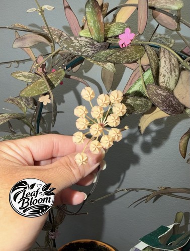 Hoya sigillatis nodes fresh - hoya, 2