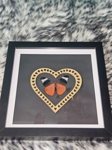 Entomology butterfly shadowbox - entomology,