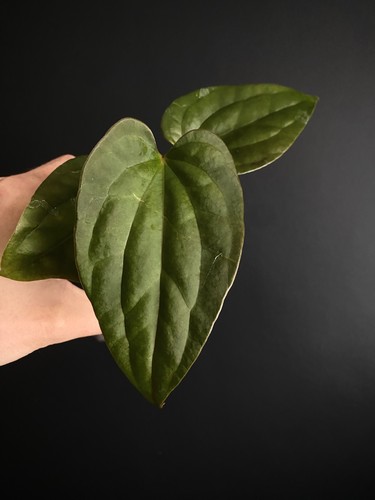 Anthurium papillaminum fort - anthurium,