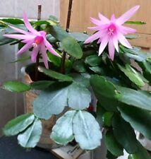 1 x Unrooted Leaf Cutting From  Pictured Easter Adult Cactus