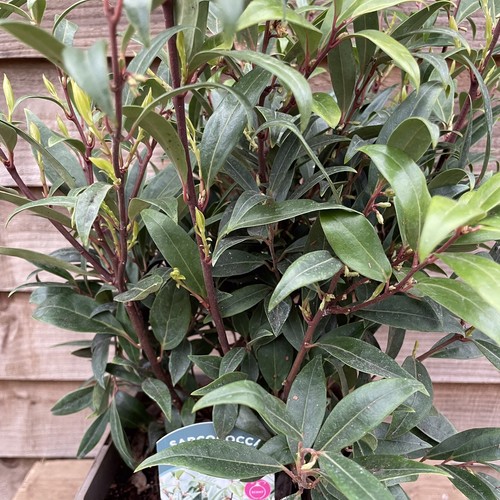 Sarcococca hookeriana purple - sarcococca,