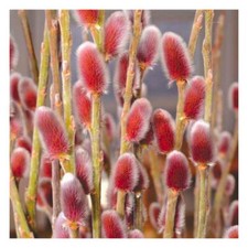 Salix gracilistyla Mount Aso - Japanese Pink Pussy Willow - Plant in 12 cm Pot