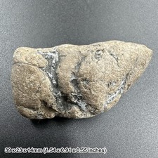 Ichthyosaur Coprolite Fossil