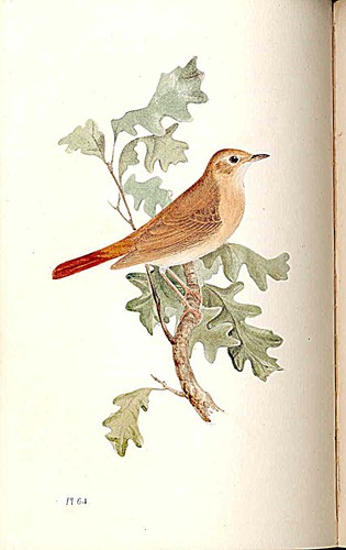 Nightingale meyer bird antique - nightingale,
