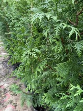thuja occidentalis smaragd conifer tree 3/4ft hedging