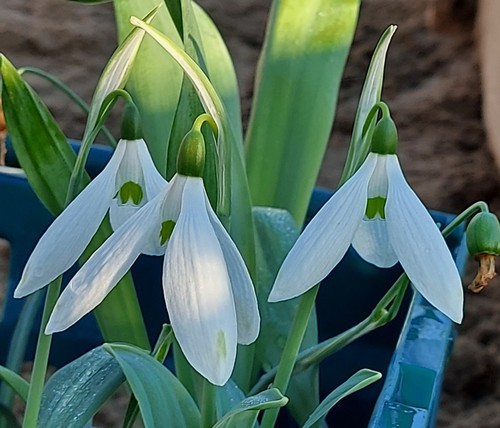 Galanthus chantry empress - galanthus,