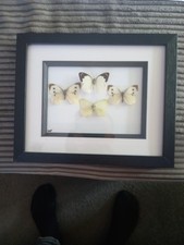 Vintage Butterflies Taxidermy