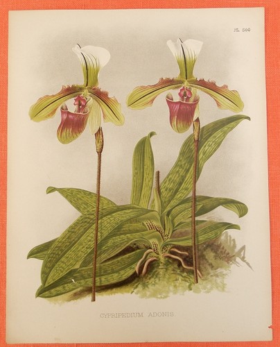 Cypripedium adonis orchid - adonis,