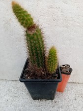 Golden monkey tail cactus