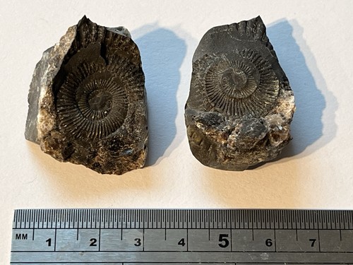 Ammonite fossil parts male - fossil,