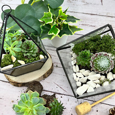 COMPLETE Terrarium Kit with Plants and Glass Geometric Terrarium | Gift Set