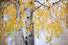 Silver Birch - Betula Pendula