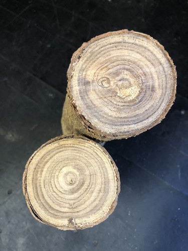 Pair seasoned honey locust - of,