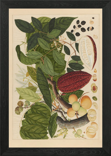 Cocoa tree botanical - cocoa,