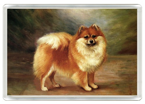 Pomeranian dog fridge magnet - fridge,