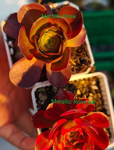 Aeonium plants value bundle - 2,