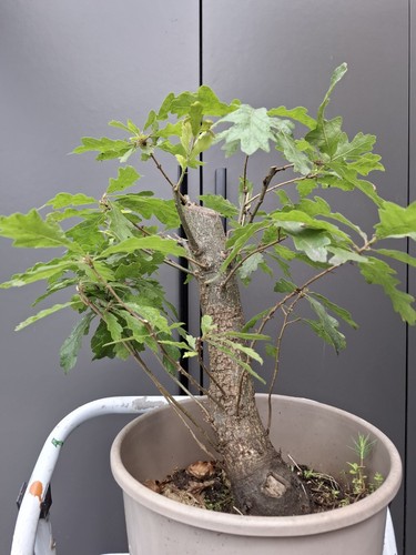 Very chunky yamadori - chunky,