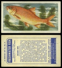 Golden Orfe #8 Freshwater Fish