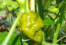 Trinidad Scorpion Mustard: An