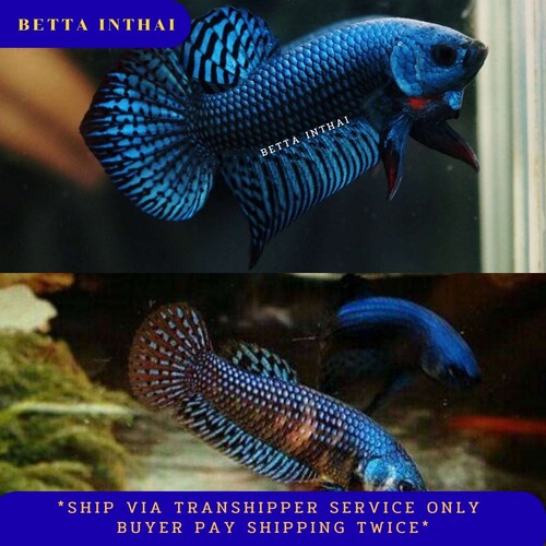 Breeding pair blue alien - blue,