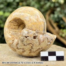 Polished Cadoceras sublaeve