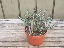 Euphorbia aeruginosa   rare