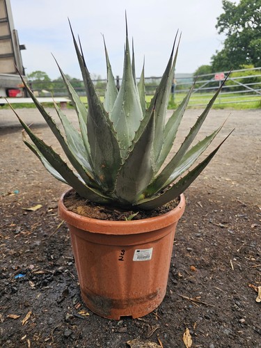 15ltr agave parryi - 1,