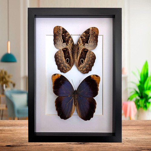 Framed beltrao owl butterfly - owl,