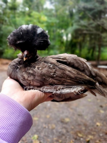 Polish hatching eggs - 10+,