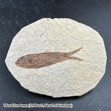 Fish fossil - eocene period