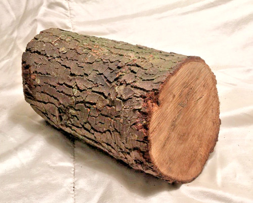 Holm oak wood log blank - holm,