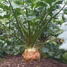 6x Celeriac 'Giant Prague'
