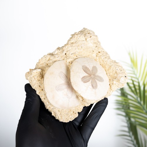 Scutella echinoid fossil - scutella,