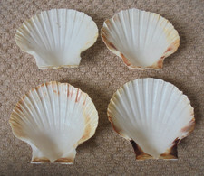 Large scallop shells 11cms - large,