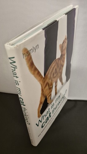 What cat thinking - my, the