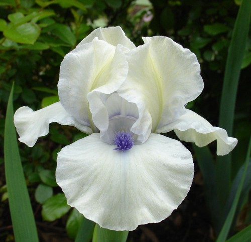 August delivery std dwarf - august,
