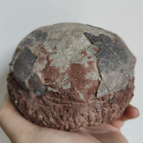 Dinosaur egg fossil - egg, specimen